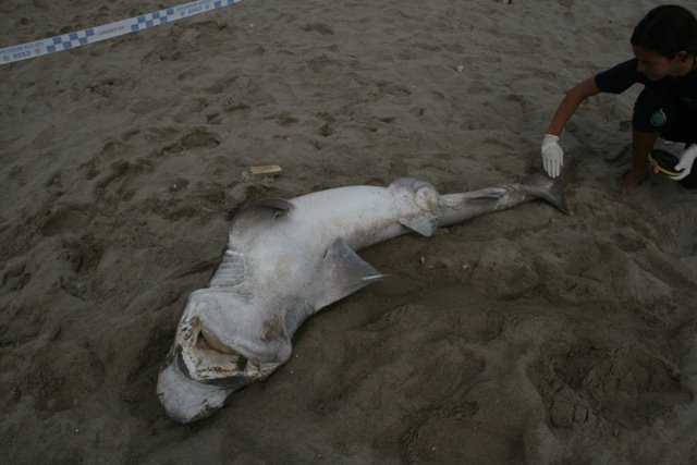 Tiburn de 2,2 metros encontrado muerto en la playa de Gav Mar (fotografa: CRAM) (19 de Junio de 2009)
